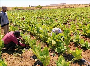 Душистые листья табака в городе Банияс в Сирии рождение аромата табака East Nights
