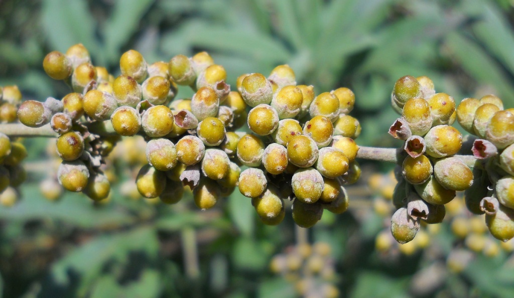 Плоды витекса в цикле вегетации Плоды витекса в цикле вегетации