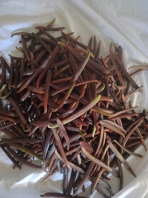 Хорошо ферментированная ваниль