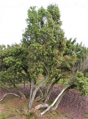 Старое дерево можжевельника до сих пор плодоносит