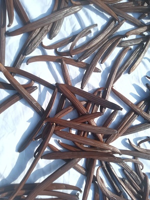 Средняя ферментация ванили