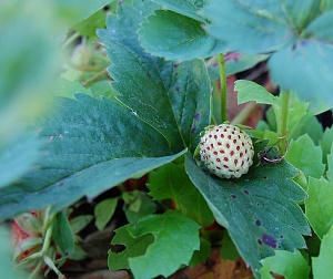У ягоды все впереди