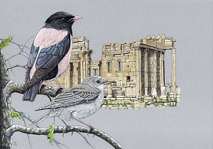 Почтовая открытка «Розовые скворцы рядом с Храмом Баала, Пальмира, Сирия»