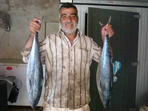Разные виды рыбы Баламида