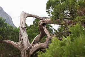Старое можжевеловое дерево
