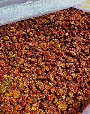 Земляника готова