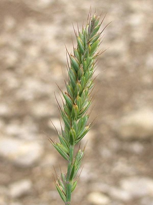 Колос мягкой пшеницы в конце вегетационного цикла ПУСТЬ РЯДОМ СТОЯТ