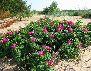 Природные абсолюты лучшее сырье из великолепных цветов дикой розы