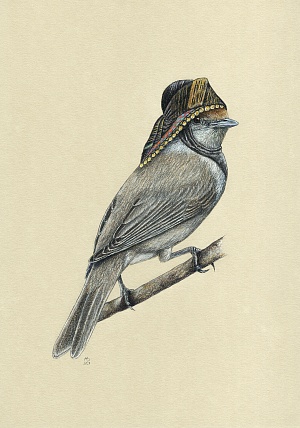 Славка черноголовка (Sylvia atricapilla)
