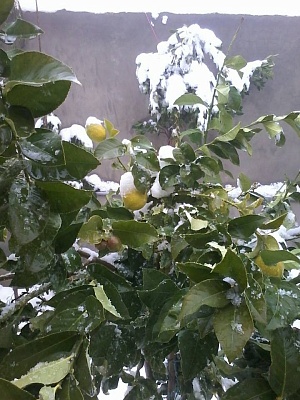 Лимонная зима в Сирии