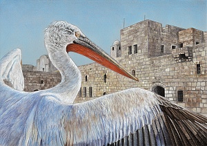 Величественный кудрявый пеликан