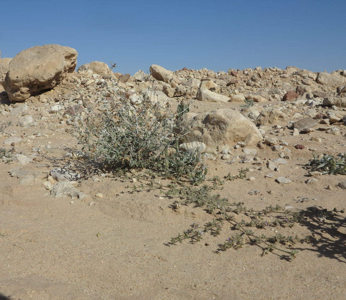 Пустыня Арава растения