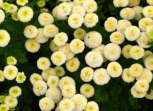 Цикламен - цветок Соломона