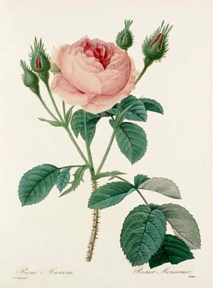 Репродукции роз из сада Наполеона и Жозефины