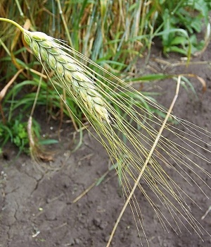 Побеги мягкой пшеницы источник натурального коллагена